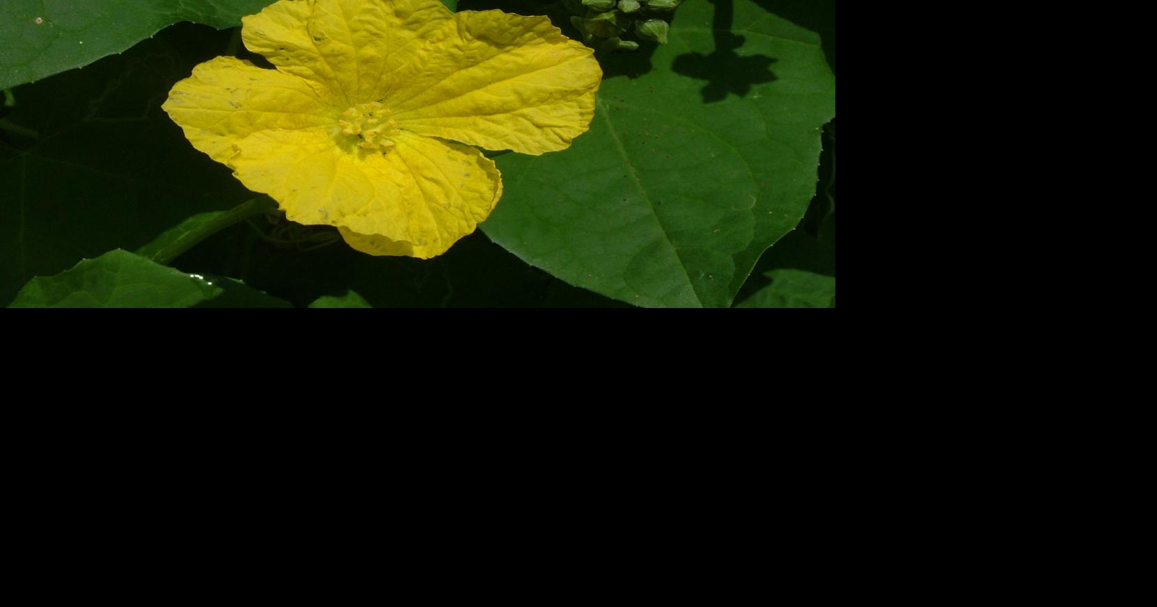 Why is my luffa vine not making fruit? Dan Gill's mailbag Home/Garden