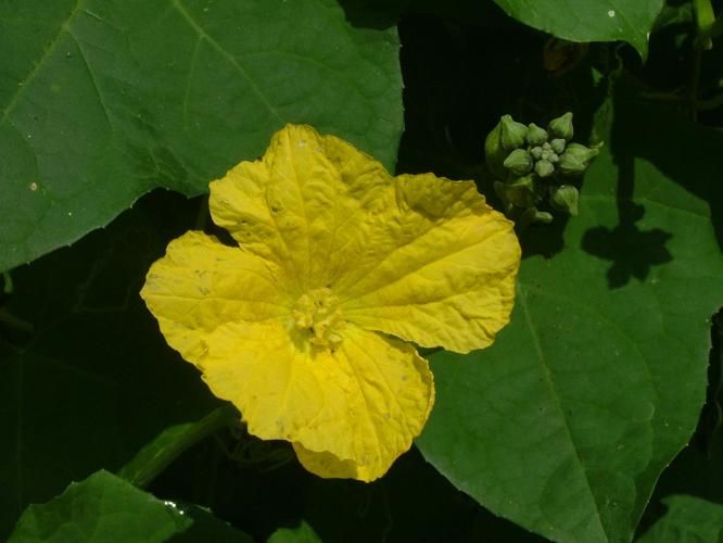Why is my luffa vine not making fruit? Dan Gill's mailbag Home/Garden