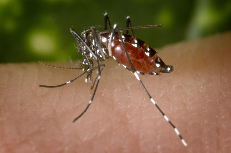 Aedes albopictus mosquito feasting