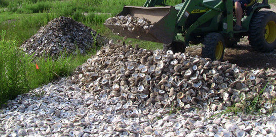 Oyster Shell Recycling Program Starts For New Orleans Area Restaurants