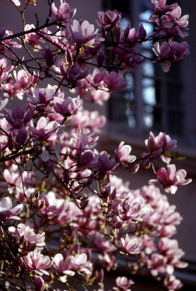 purple magnolia tree