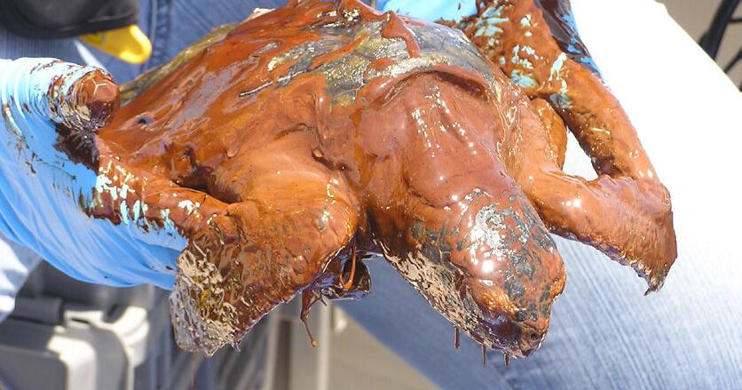 Gulf fish, sea turtle restoration work to get 0 million | Environment Gulf fish, sea turtle restoration work to get 0 million | Environment