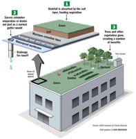 How a green roof works and the benefits of going green