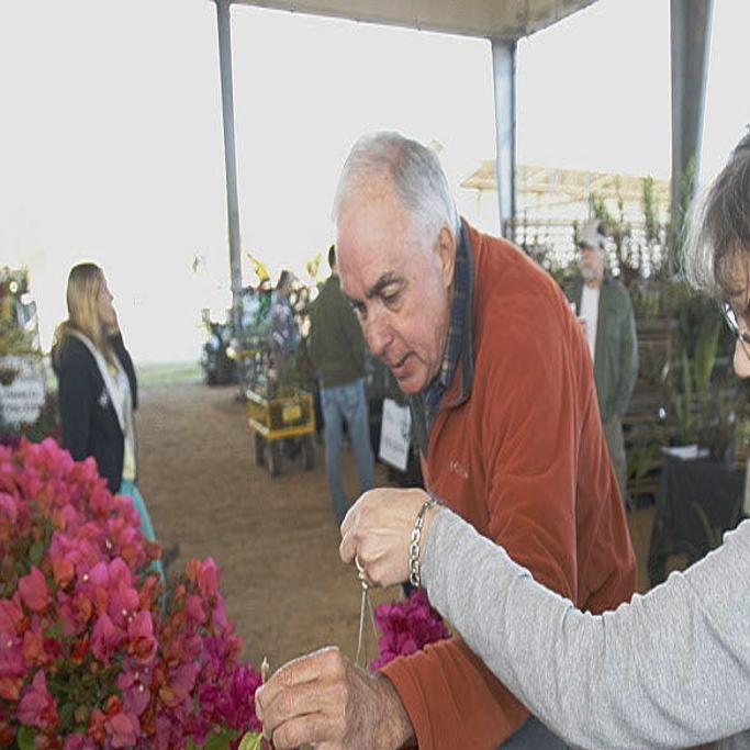 With Tough Love Bougainvilleas Ignite Tropical Blaze In Louisiana