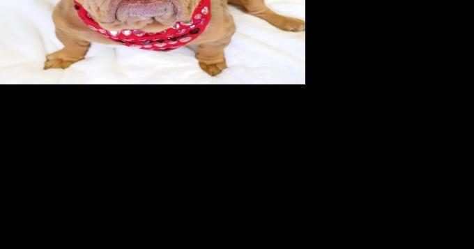 Pooches will be on parade in Mandeville - Vimarsana News