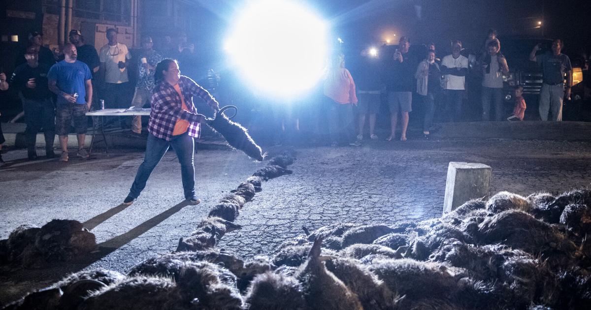 Nutria Rodeo 'It was the most fun I've ever had': Revived 'Nutria Rodeo' bags 1,500 ...