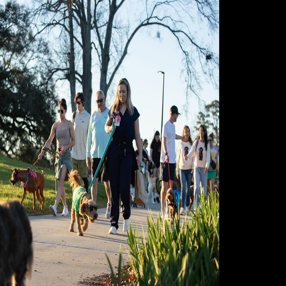 Should I Walk My Dog With Kennel Cough: Essential Care Tips