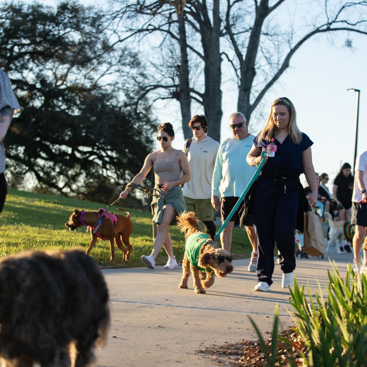 Should I Walk My Dog With Kennel Cough: Essential Care Tips