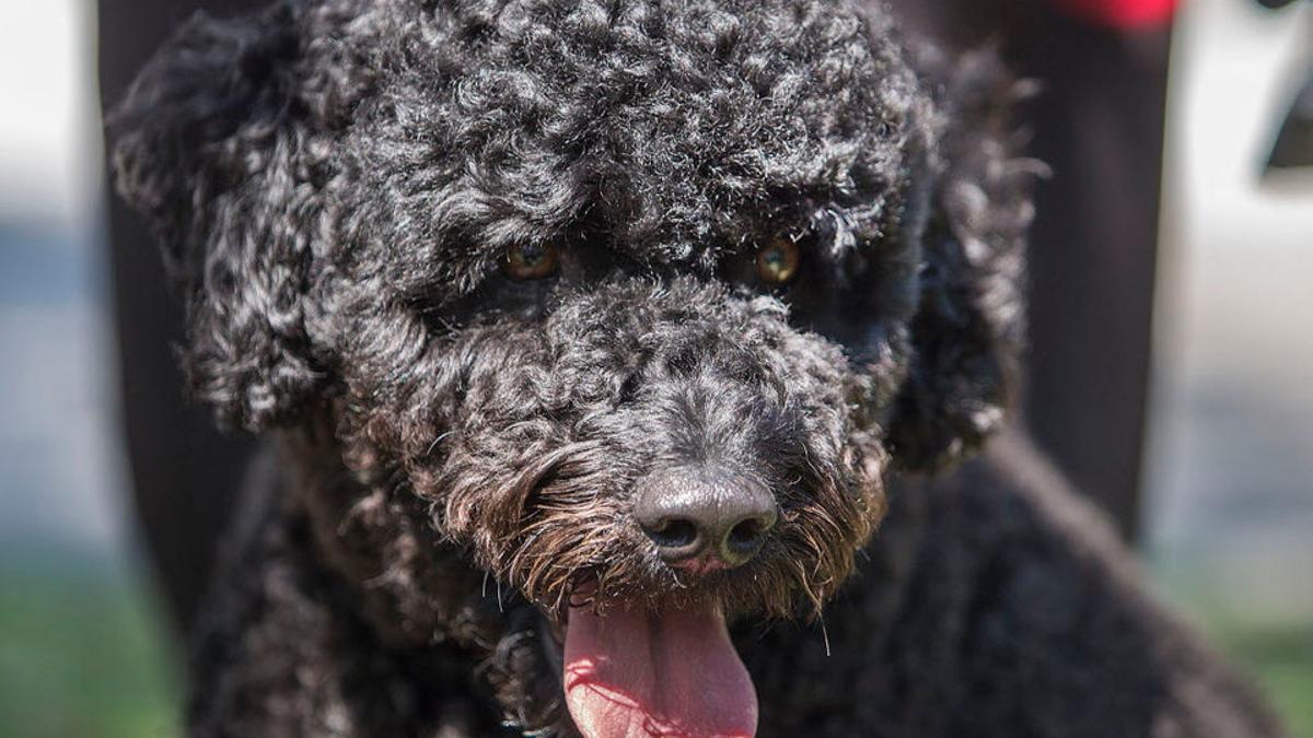 Dog Suddenly Has Bad Breath It Could Be A Sign Of Illness Here S