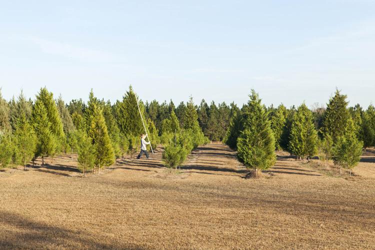 A trip to the Christmas tree farm with Shady Pond farmer Clarke Gernon