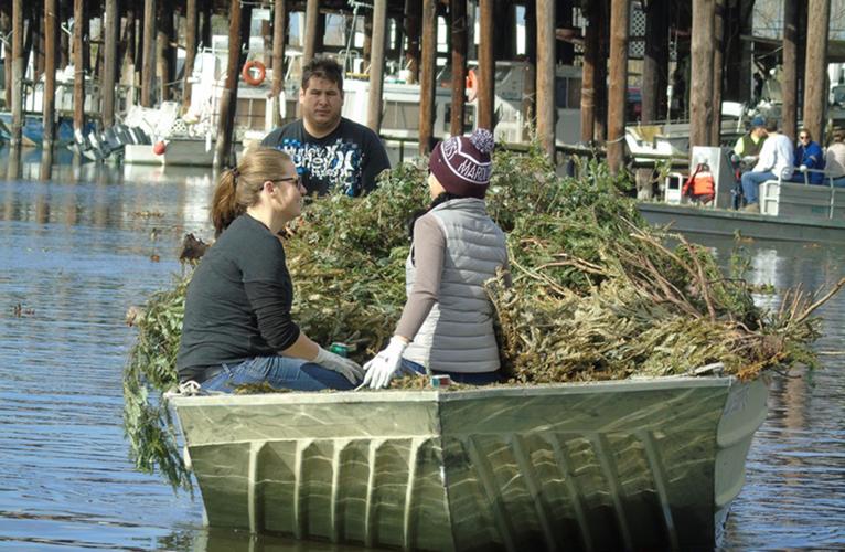 The annual Christmas Tree Marsh Shoreline Recycling Project helps restore coastline News