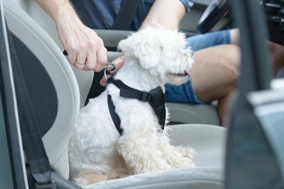 Dog in Seatbelt Harness
