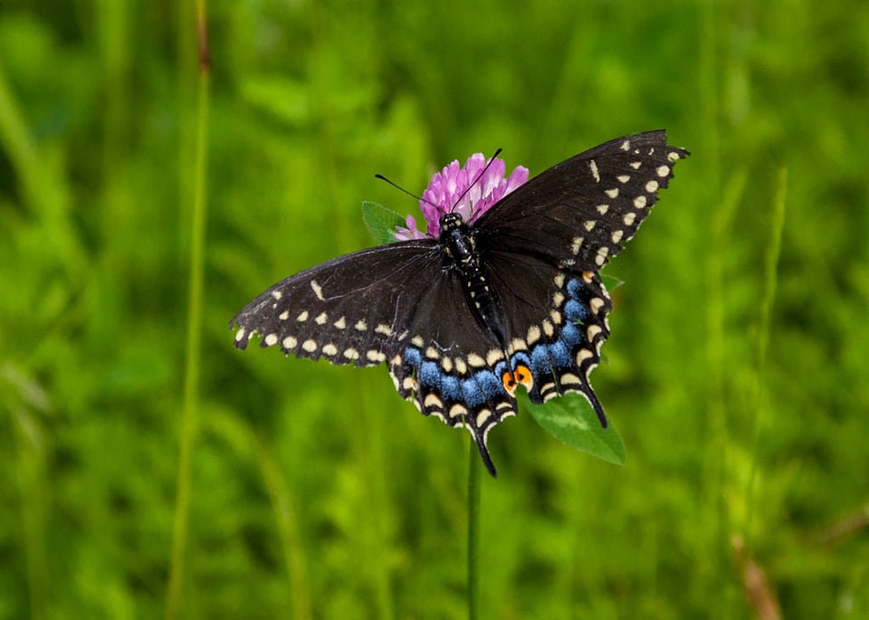 Louisiana butterflies See 28 winged beauties that call our state home Archive