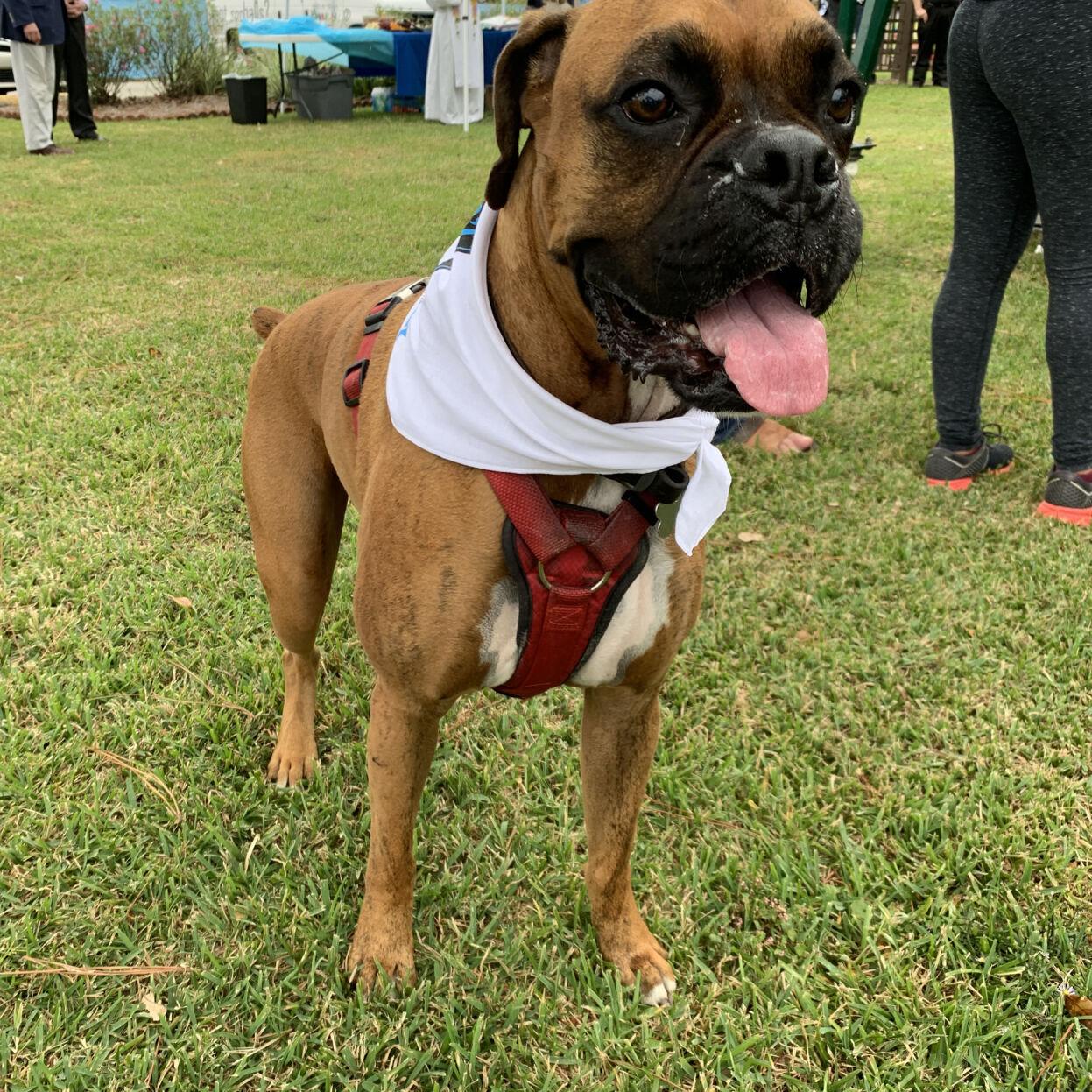 Area animal groups to benefit from Race to the Rescue through historic  Metairie Cemetery | Entertainment/Life 