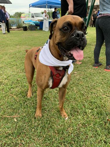 Area animal groups to benefit from Race to the Rescue through historic  Metairie Cemetery | Entertainment/Life 