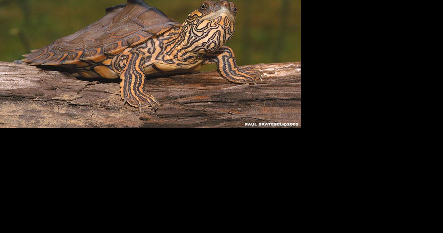 Pascagoula map turtle.jpg | | nola.com