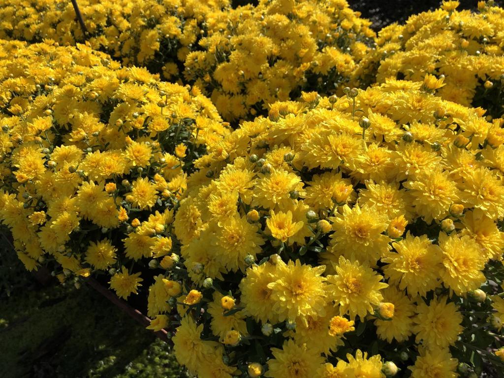 Nothing says it's fall garden time like classic chrysanthemums, which