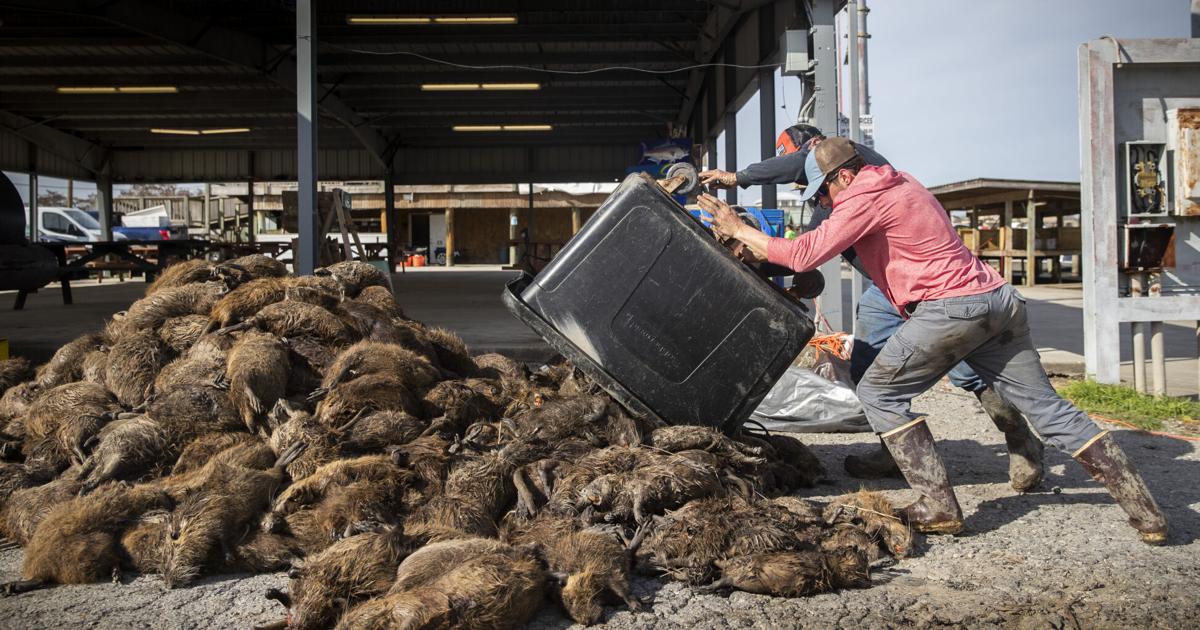 Rodent Rodeo When Audubon Zoo refused Nutria Rodeo's 10-ton heap of dead rodents ...
