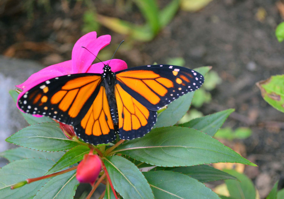 Louisiana butterflies See 28 winged beauties that call our state home
