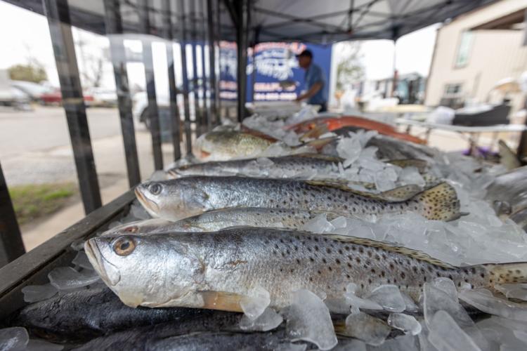 Speckled trout limits change today for Louisiana anglers