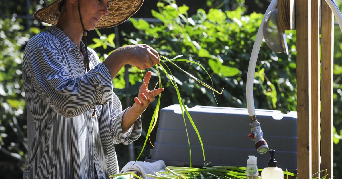 What fresh veggies can the home garden yield now? Check out these instructions on growing them | Home/Garden What fresh veggies can the home garden yield now? Check out these instructions on growing them | Home/Garden