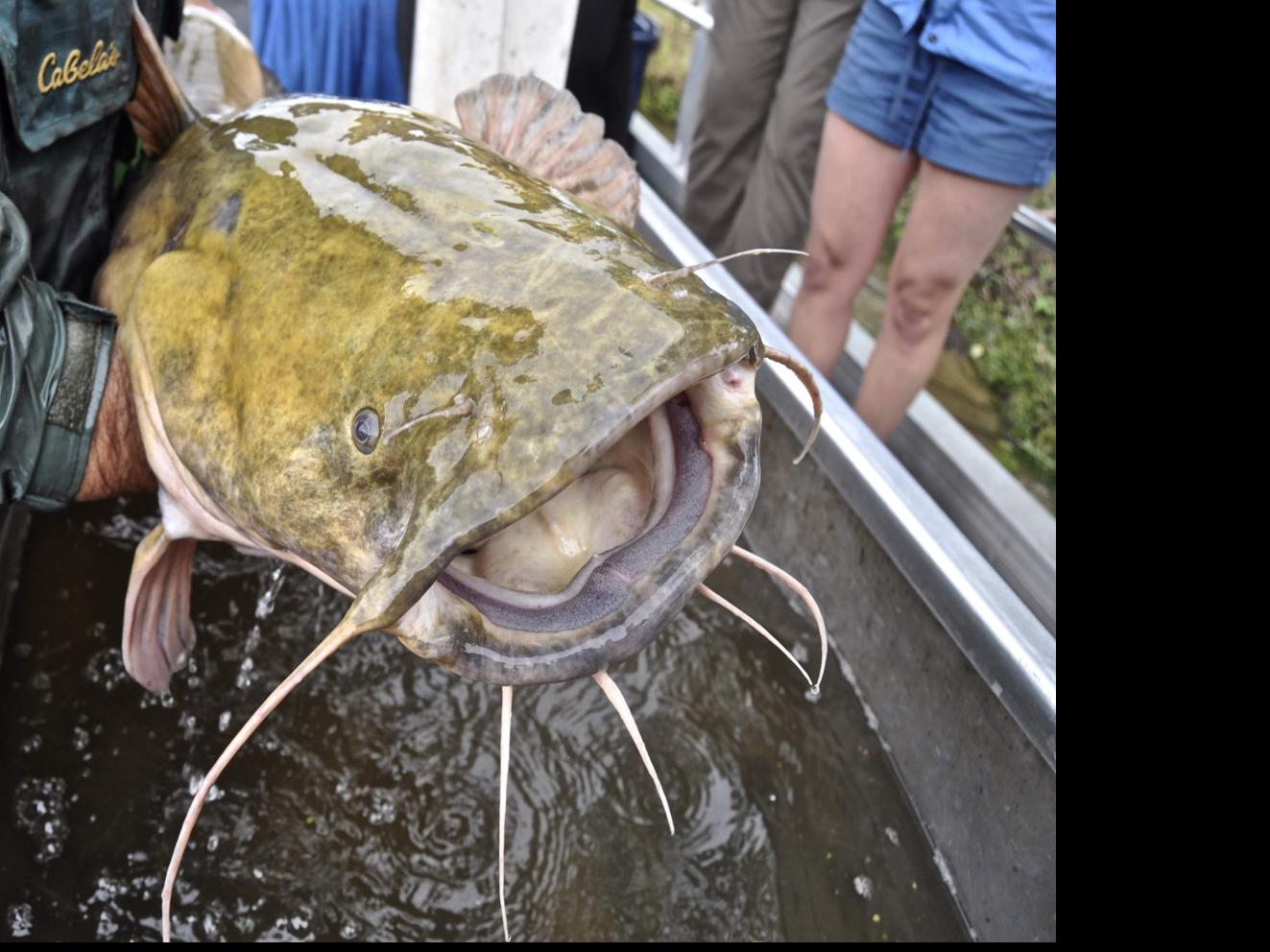 Half ton of illegal catfish seized from Garyville man, authorities