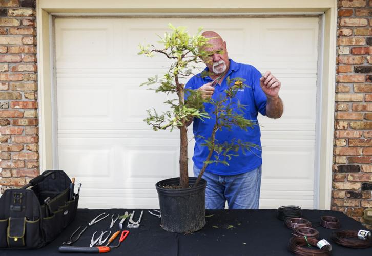 An awardwinning bonsai grower in Metairie says there's a passion
