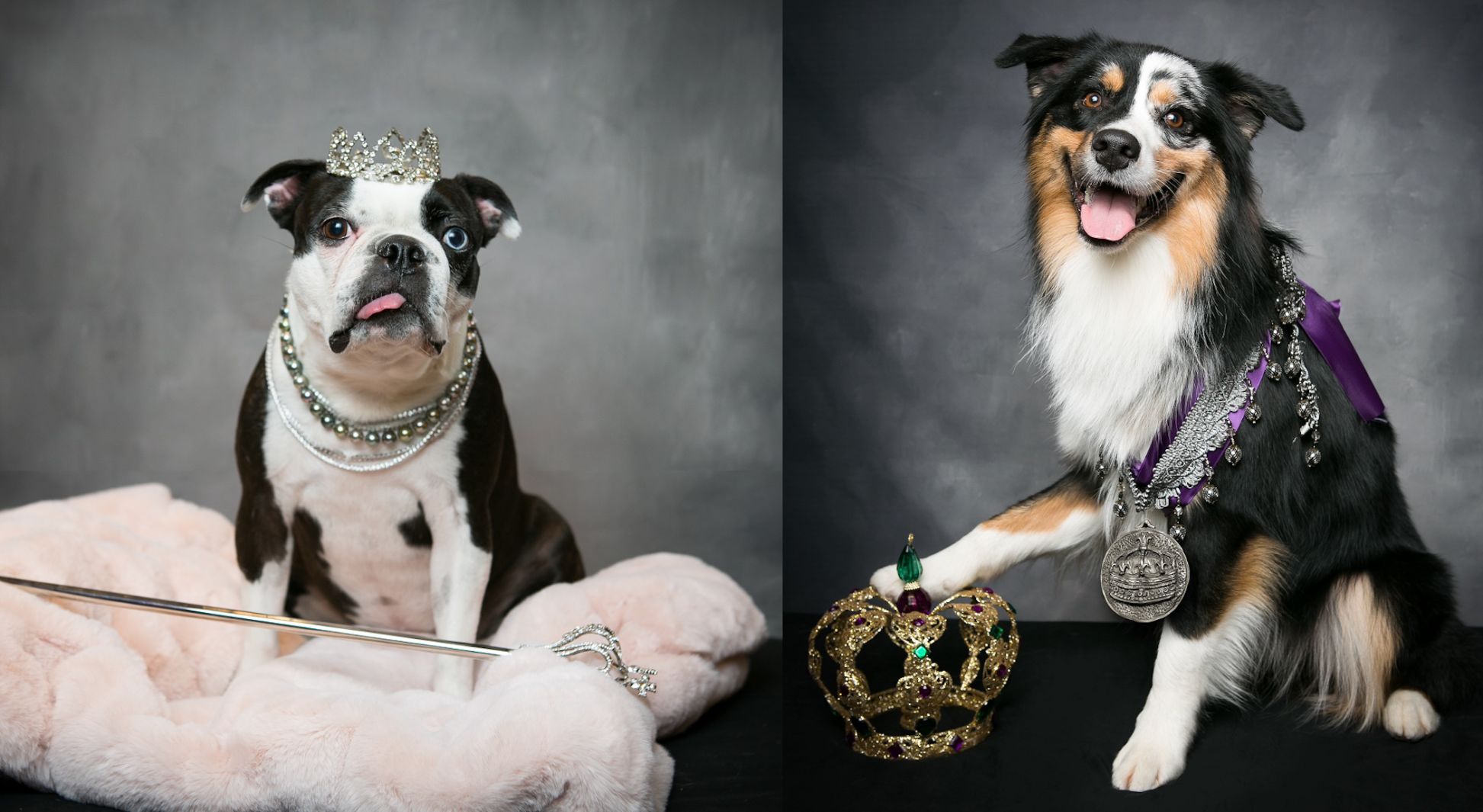 joe burrow dog jersey