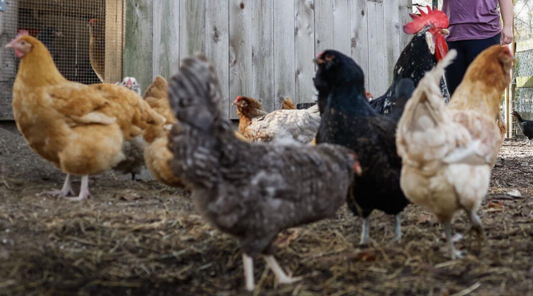 워싱턴주, 미국내 조류독감 ‘2위’ 기록…200만 마리 감염 ‘비상’