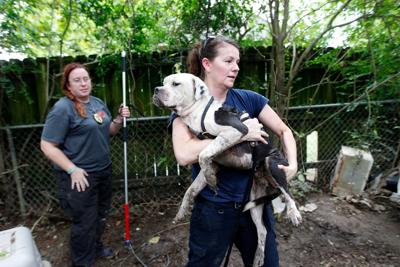 Animal Rescue: New Orleans-area shelters need help in wake of flooding |  Crescent City community news 