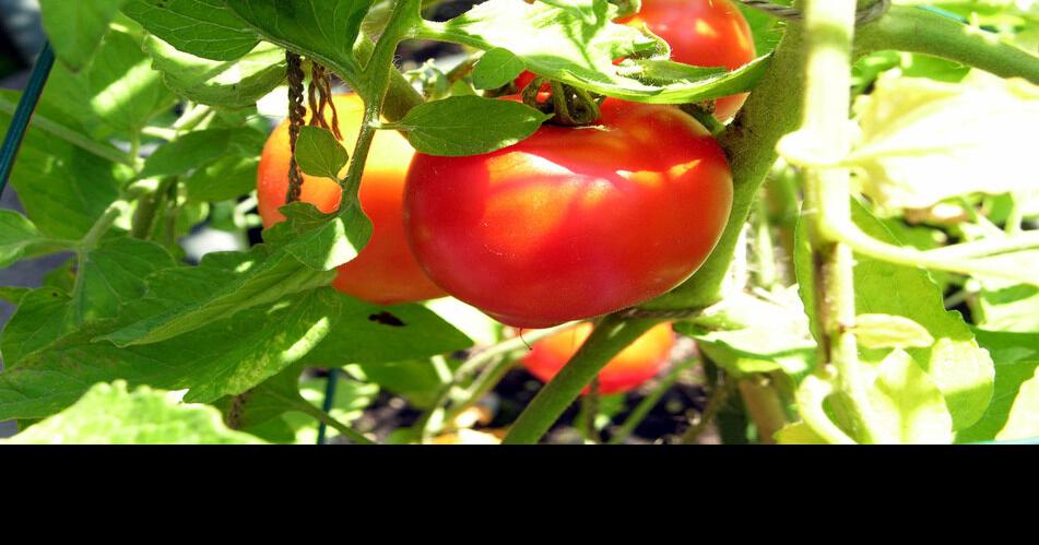 For the best home-grown tomatoes, Dan Gill explains what, how and when to plant | Home/Garden