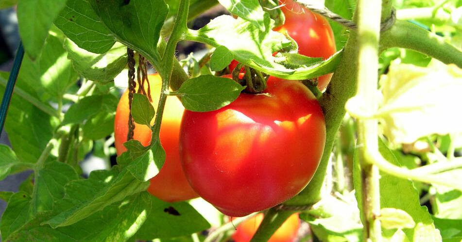 For the best home-grown tomatoes, Dan Gill explains what, how and when to plant | Home/Garden