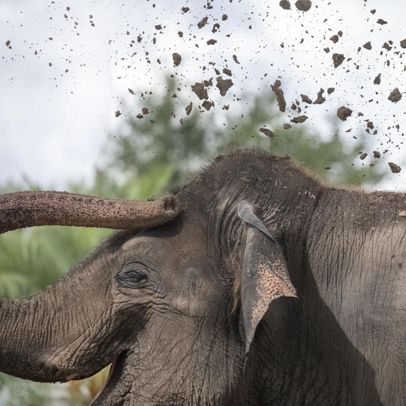 Sponsored: See the elephants at Audubon Zoo | Sponsored: Audubon Nature  Institute 