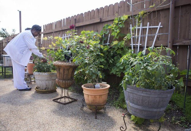 Osmocote Slow Release Fertilizer — Apenberry's Gardens