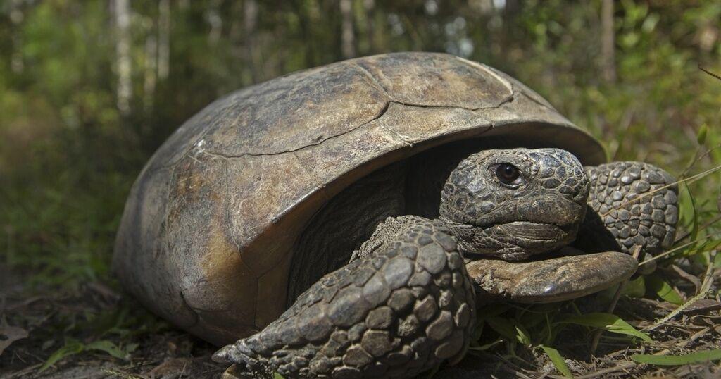 Guest Column: Federal rule change threatens more than just endangered species