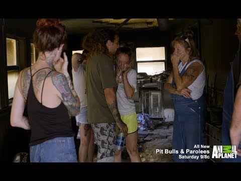 pit bulls parolees