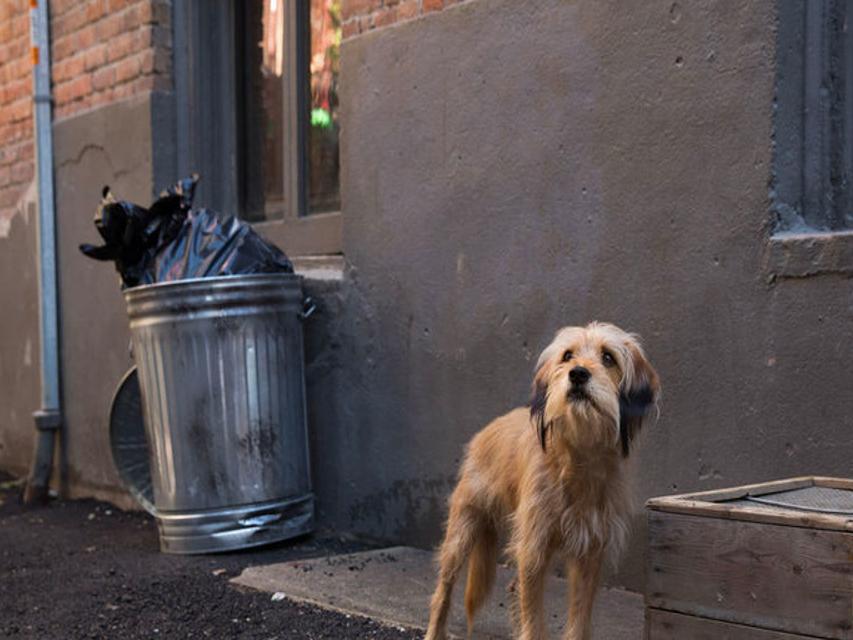 Benji Movie Review Netflix Reboot Is Warm Cuddly And New Orleans Y Movies Tv Nola Com Dog films are always sad (even if the endings aren't) because dogs are some of the most wonderful, loyal, and loving little creatures in the world. benji movie review netflix reboot is