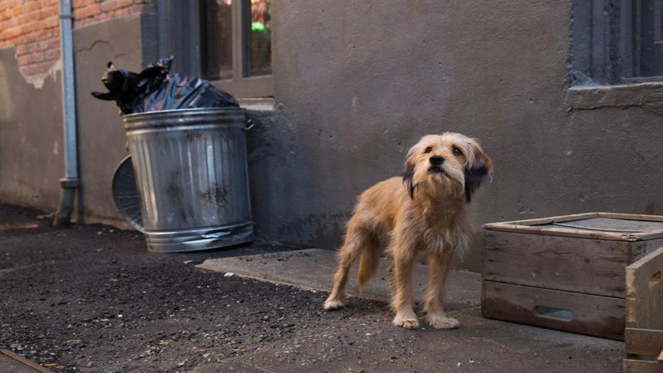 How Benji Found His Way To New Orleans And New Life On Netflix Movies Tv Nola Com