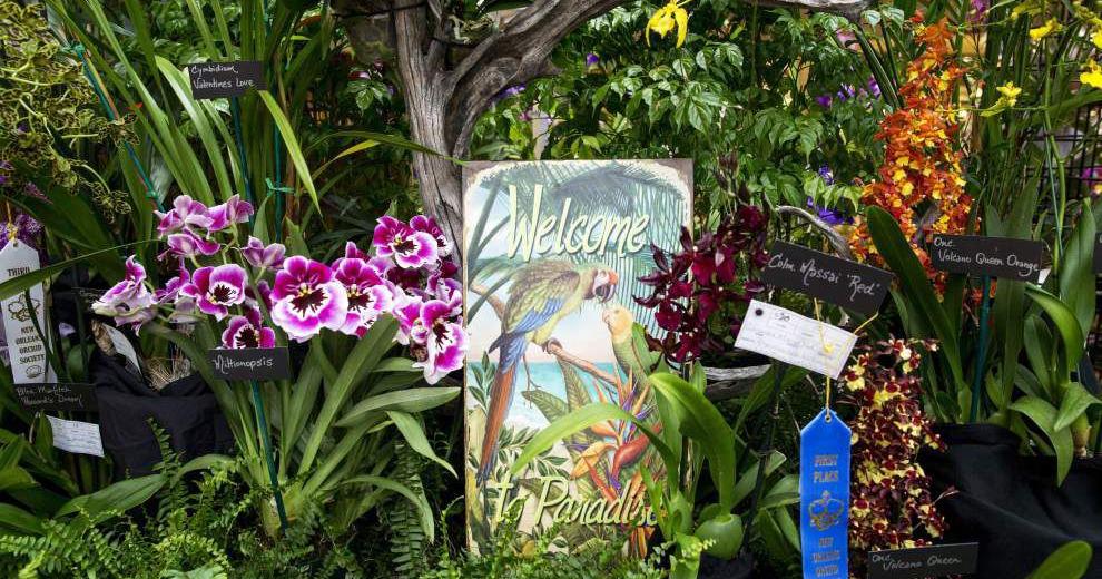 Photos New Orleans Orchid Show News