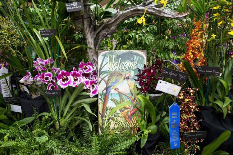 Photos New Orleans Orchid Show News