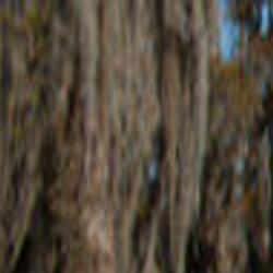 Swamp People Star Trapper Joe Booked With Domestic Battery In Plaquemines Crime Police Nola Com She was later named lucky liz, thanks to her.