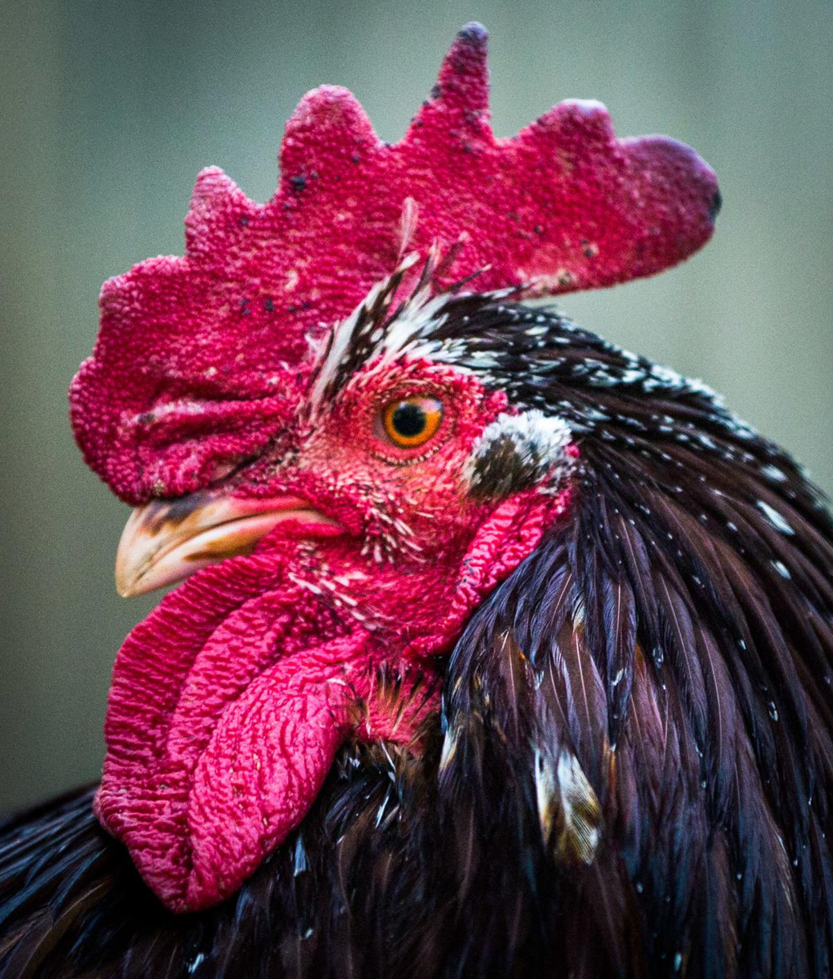 A Noisy Rooster Was Once The Town S Mascot But Now The Council Is Considering A Ban News Nola Com