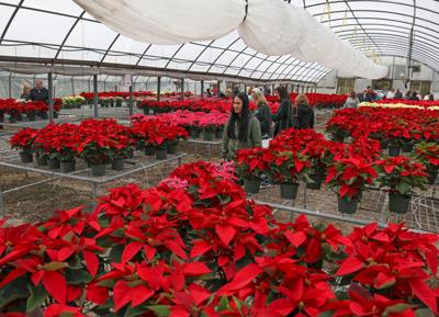 BR.wildpoinsettiasale.adv 02 mw.JPG