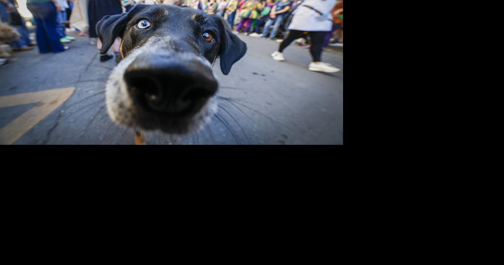 Photos: Mystic Krewe of Barkus parades in the French Quarter | Entertainment/Life