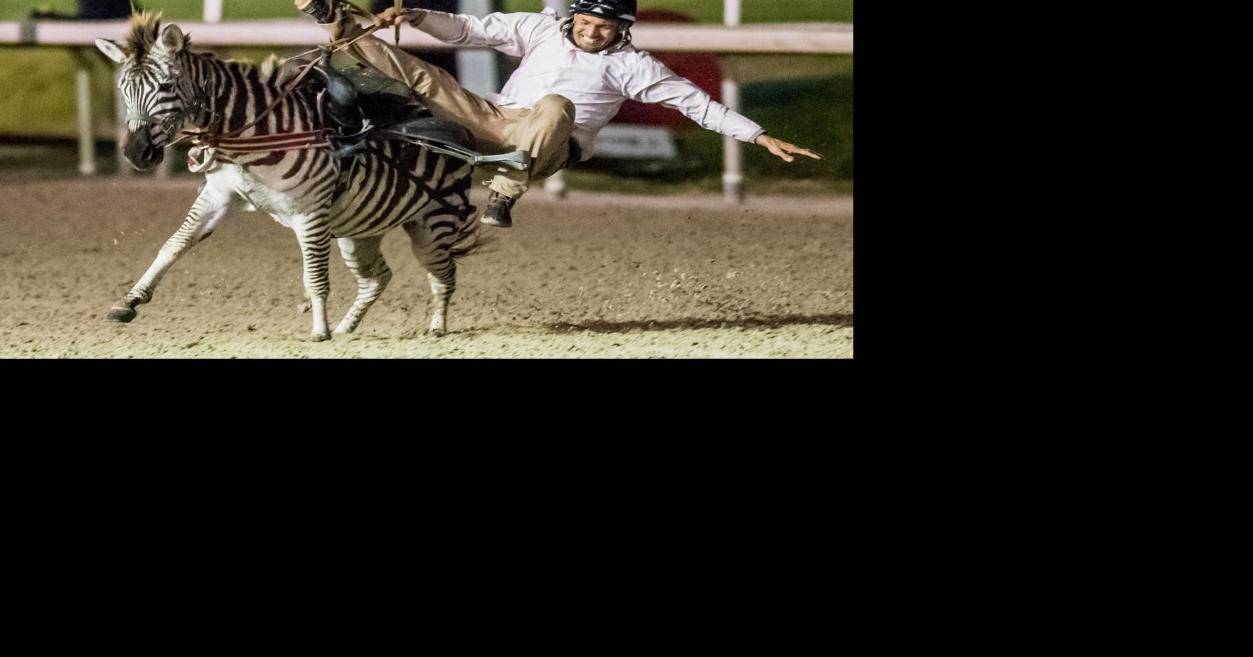 Photos Exotic animal racing at the Fair Grounds Photos
