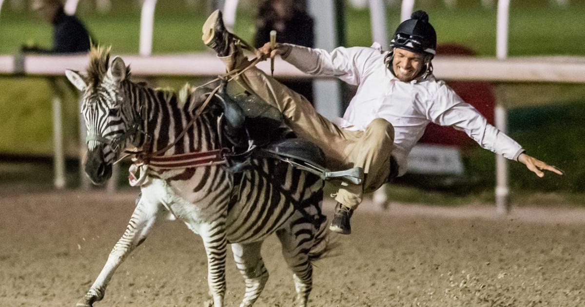 Photos: Exotic animal racing at the Fair Grounds | Photos | nola.com