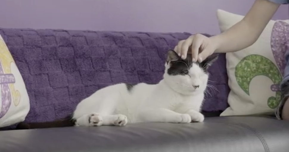 Newly opened New Orleans cat lounge temporarily closes due to ringworm