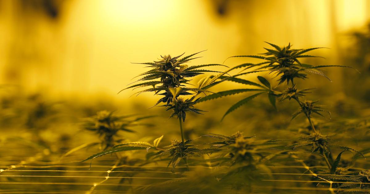 Puff, Puff, Pass: When will Louisiana finally legalize recreational cannabis?