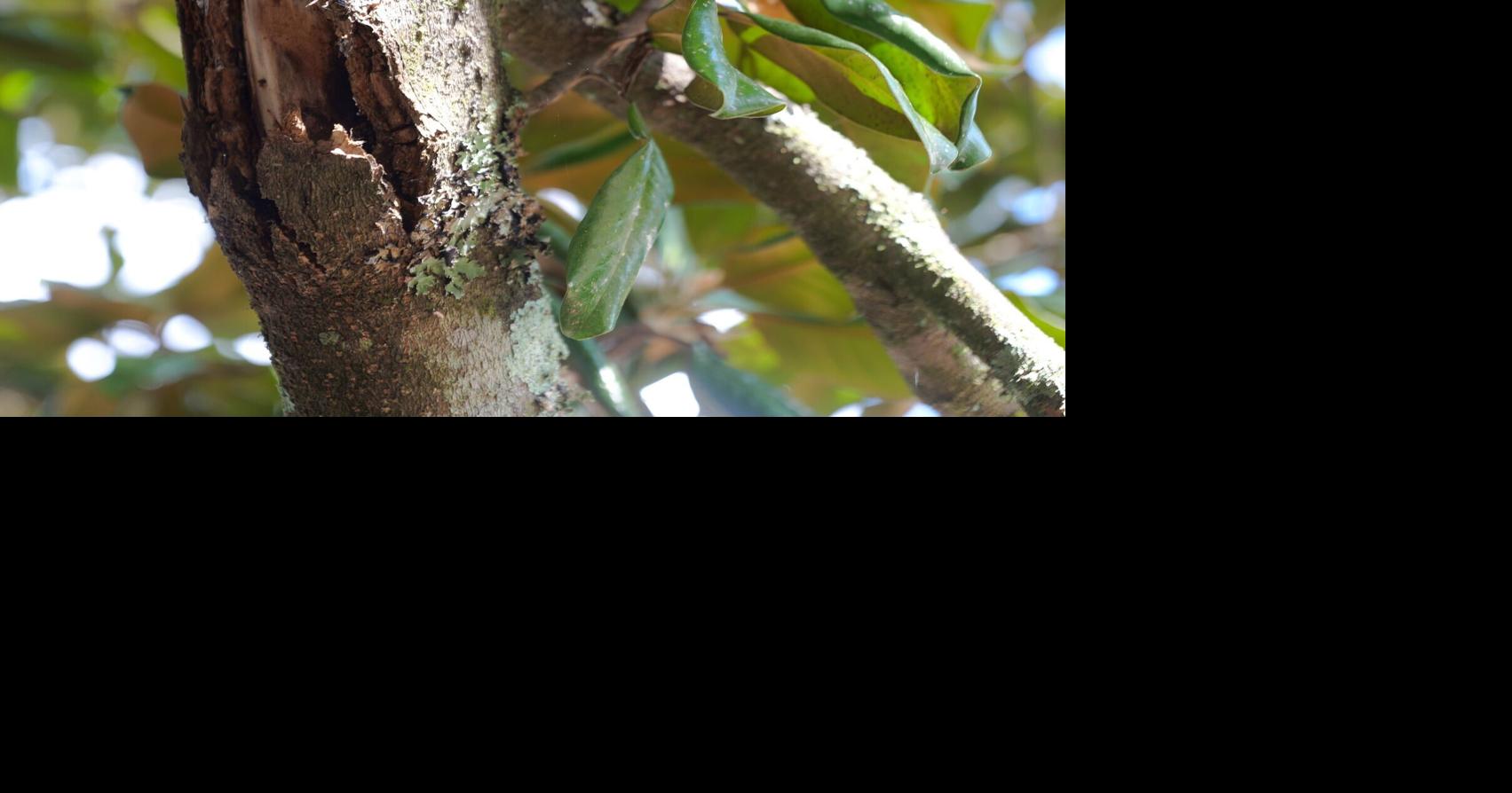 3 simple steps to remove a tree branch | Entertainment/Life | nola.com