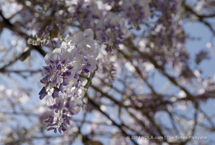 Spring Garden Show to fill the New Orleans Botanical Garden with